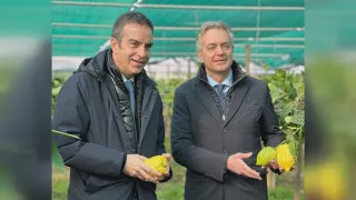 Il cedro di Santa Maria del Cedro si aggiudica il marchio Dop: la soddisfazione di Occhiuto e Gallo