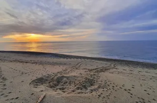 Nuovo nido di Caretta caretta individuato sulla spiaggia di Brancaleone