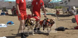VIDEO | Cani bagnino, eroi a quattro zampe della spiaggia libera di Crotone
