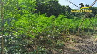 Scoperta piantagione con 10 mila arbusti di marijuana a Vibo Valenti, si indaga per risalire ai responsabili