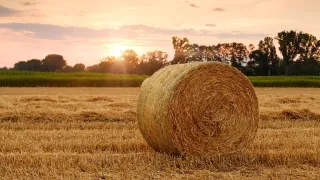 Si fingevano agricoltori per accedere ai fondi comunitari, ma erano studenti: sei gli indagati a Catanzaro