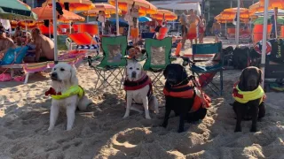 Soverato: due bambini in difficoltà salvati dai cani bagnino