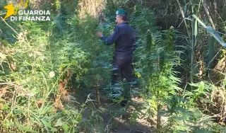 Marijuana nascosta nel bosco, la Guardia di Finanza sequestra 200 piante