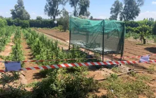 Offensiva antidroga nella piana di Gioia Tauro: 11 arresti e 270 kg di stupefacenti sequestrati