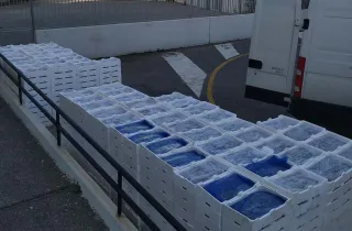Operazione "Nuova nata", sequestrate sette tonnellate di pesce ed elevate multe per 200 mila euro