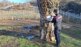 Tagli illegali di alberi nella Presila, denunciati due uomini