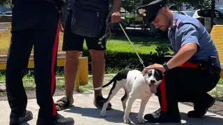 Soverato, ruba un cane e ne chiede il riscatto: arrestato 35enne