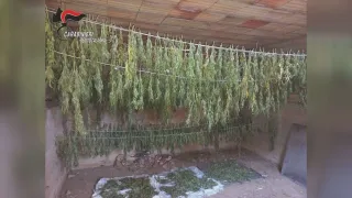 Scoperte 600 piante di marijuana in un casolare abbandonato