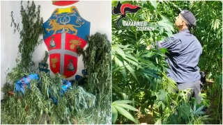 Scoperta piantagione di cannabis nel Cosentino: tre arresti