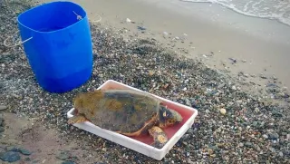 Soccorsa una Caretta caretta ferita ed impigliata in una lenza
