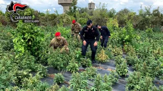 Scoperta e distrutta piantagione di marijuana con 2500 piantine nel Reggino