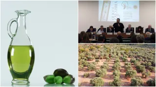 Olio IGP di Calabria, arriva il logo unico: tutte le etichette saranno uguali