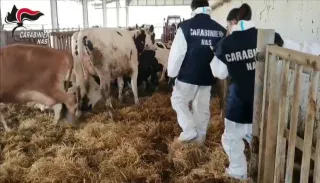 Animali macellati senza controlli sanitari, 8 misure cautelari nel Crotonese