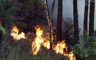 Incendi boschivi: ieri 35 richieste di intervento aereo di cui 5 dalla Calabria