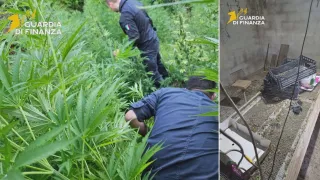 Maxi sequestro di marijuana: oltre 11mila piante scoperte dalla Finanza
