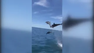 Lo spettacolo della natura al tempo del Coronavirus: in Puglia ritornano i delfini (VIDEO)