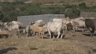 Ara riscopre i "tratturi"