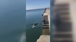 Lignano Sabbiadoro: senza l’inquinamento delle navi sono tornati i delfini (VIDEO)