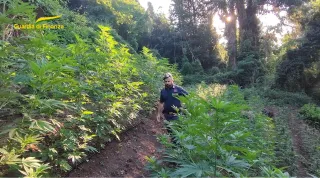 Scoperta e sequestrata piantagione con 266 piante di marijuana a Lamezia (VIDEO)