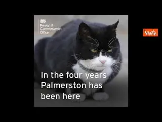 Il gatto Palmerston va in pensione e lascia l'incarico di cacciatore di topi al Ministero britannico