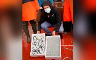 Pesca della sardella: è partito il progetto sperimentale della Regione