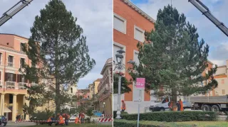 VIDEO | Crotone, sistemati gli alberi di Natale in piazza Pitagora e piazza della Resistenza