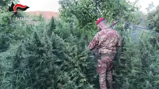 Scoperta maxi piantagione di marijuana e un arsenale a Stilo