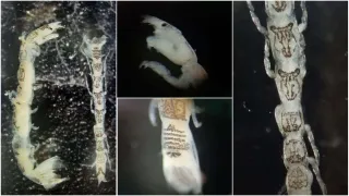 Trovata una nuova specie marina nel porto di Gioia Tauro