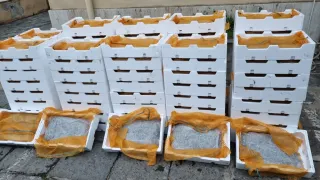 Sequestrati 450 kg di bianchetto agli imbarcaderi di Villa: 25mila euro di multa per trasportatore