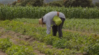 Caporalato, CGIA: il lavoro nero resta il terreno fertile del fenomeno