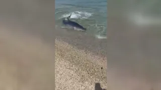 Soverato, uno squalo azzurro si avvicina alla riva fino al bagnasciuga (VIDEO)