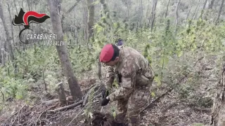 Scoperta dai Carabinieri piantagione di marijuana con 550 piantine