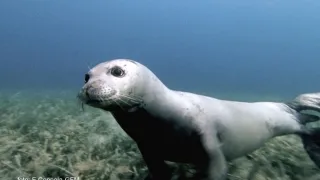 Avvistata a Pasqua una foca monaca nelle acque dell'Area Marina Protetta "Capo Rizzuto" (VIDEO)