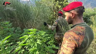 Scoperta piantagione di marijuana in una zona impervia dell'Aspromonte