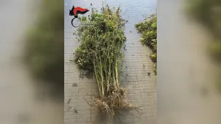 Scovata dai Carabinieri a Catona una piantagione di marijuana con 500 piantine