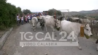 VIDEO | Dal mare alla montagna: la transumanza come simbolo della rinascita
