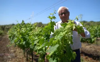 L'eccellenza del Moscato di Saracena e il suo antichissimo metodo di vinificazione