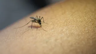 Caso di West Nile a Borgia: una donna ricoverata con febbre