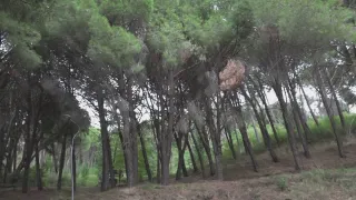 Riapre Bosco "Li Comuni" di Catanzaro: il respiro migliora