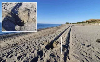 Caretta Calabria conservation: "I nidi delle tartarughe a rischio per i veicoli a motore che vanno in spiaggia"