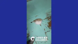 VIDEO | Pescato a Crotone il primo pesce palla