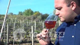 GLI SPECIALI DI VIDEO CALABRIA | Come farsi strada tra le cantine storiche di Cirò