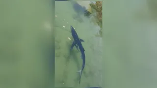 La bellezza della natura ai tempi del Coronavirus: uno squalo nel porto di Vibo Marina (VIDEO)