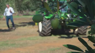 Olivicoltura, formazione e innovazione in campo