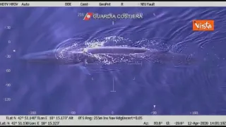 Isola d'Elba, avvistata balenottera di 20 metri dalla Guardia Costiera (VIDEO)