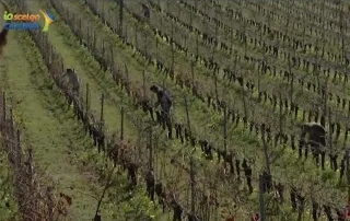 "Io scelgo Calabria" racconta le tecniche con cui si potano le vigne di Magliocco canino