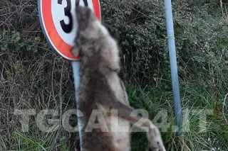 Orrore a Marcellinara, lupo morto appeso ad un cartello stradale