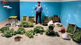 Ritrovate nel Crotonese oltre 147 piantine di marijuana: tre le persone arrestate