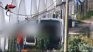 Produzione e spaccio di marijuana nel Reggino: 11 arresti