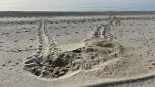 Trovati i primi due nidi di "Caretta caretta"